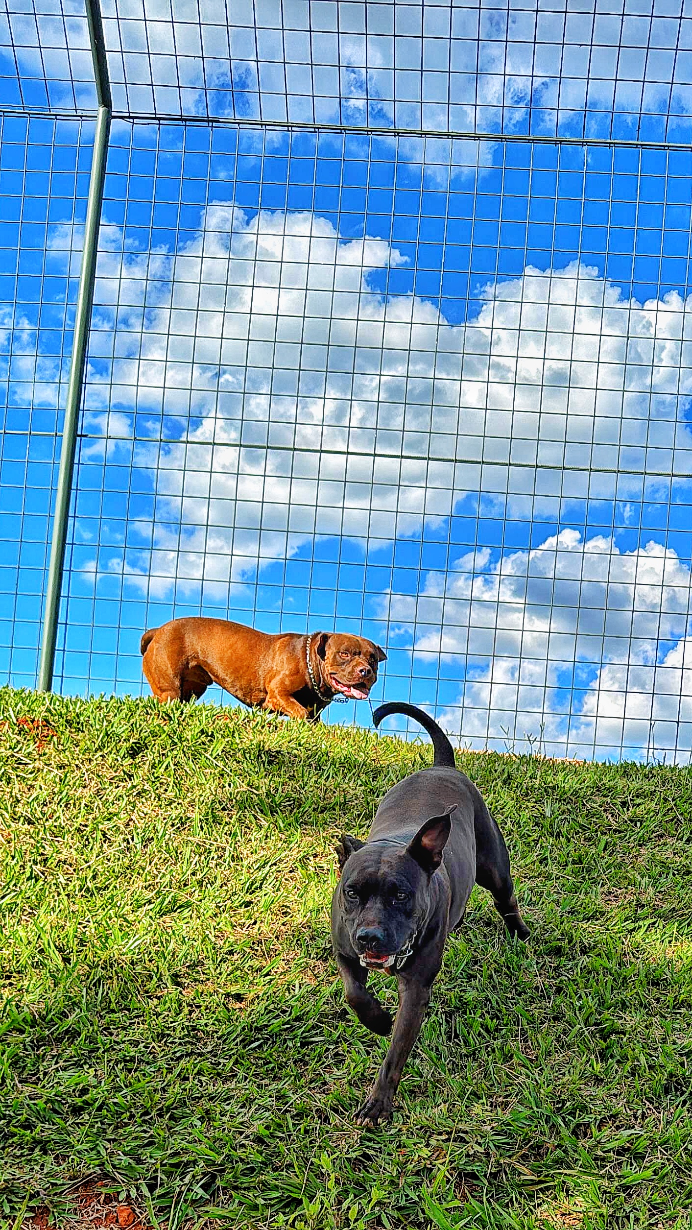 Dois cães correndo e brincando na área gramada cercada da Buddy Club