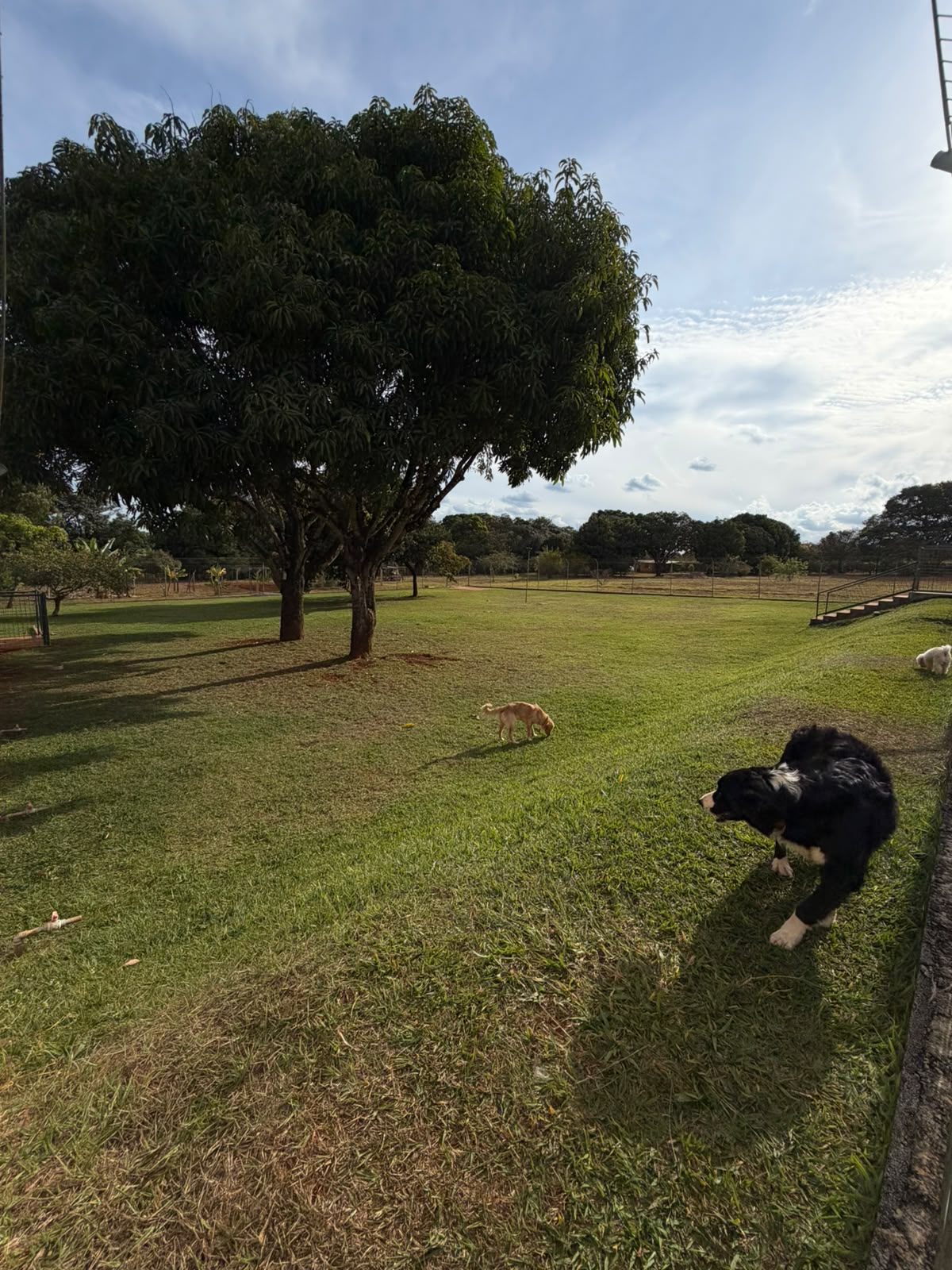 Área externa ampla com cães brincando sob árvores