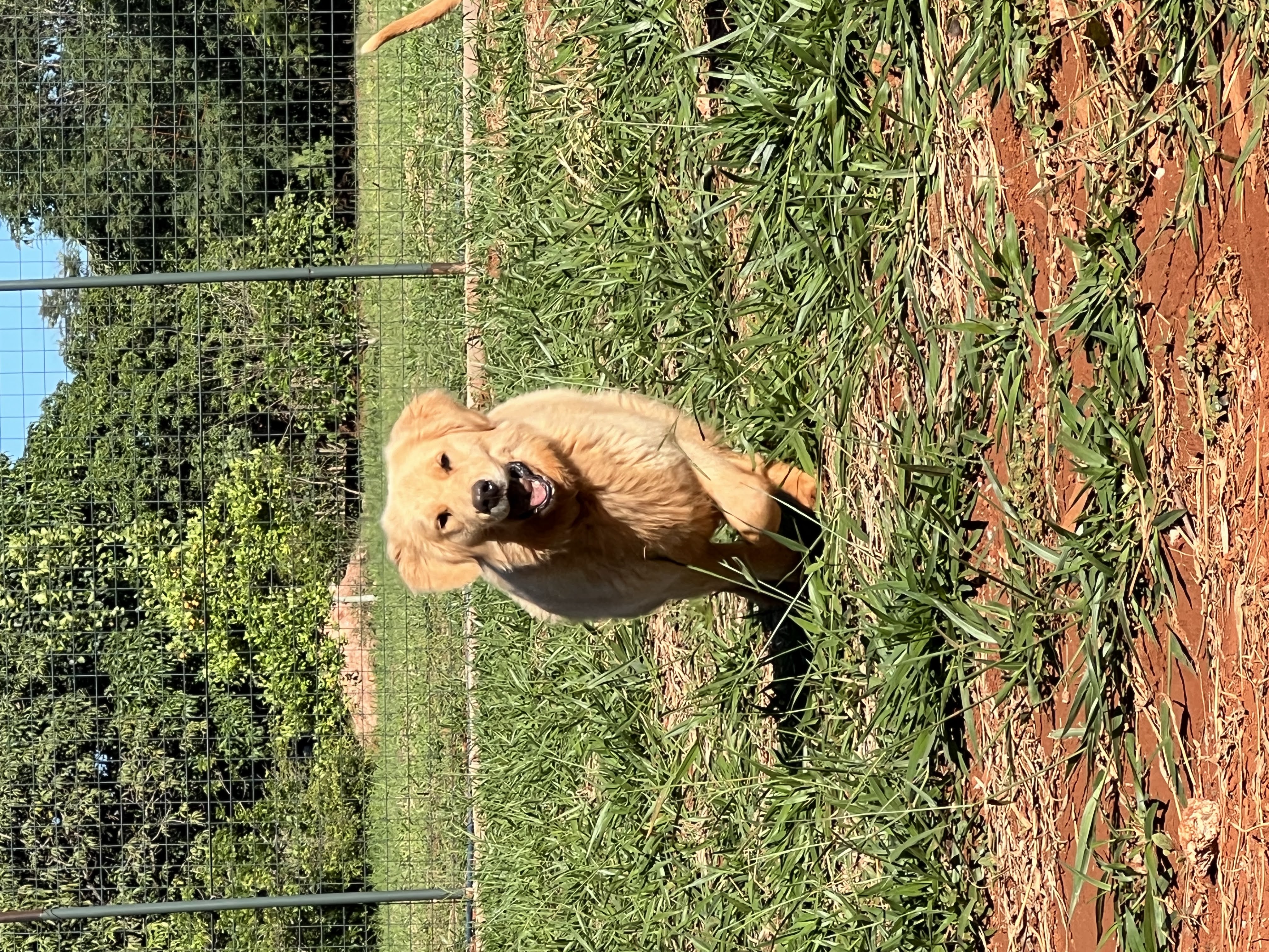 Golden retriever correndo feliz no campo do hotel da Buddy Club